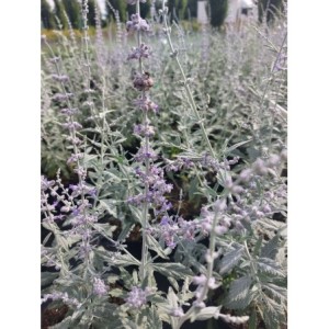 perowskia łobodolistna (Perovskia atriplicifolia) Silver Blue- Świat bylin - sklep internetowy
