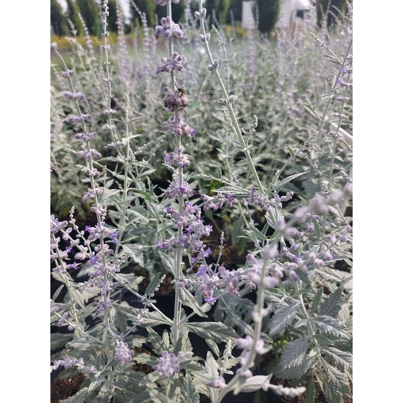perowskia łobodolistna (Perovskia atriplicifolia) Silver Blue- Świat bylin - sklep internetowy