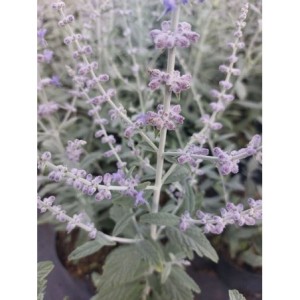 perowskia łobodolistna (Perovskia atriplicifolia) Silver Blue- Świat bylin - sklep internetowy