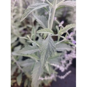 perowskia łobodolistna (Perovskia atriplicifolia) Silver Blue- Świat bylin - sklep internetowy