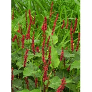 rdest himalajski (Persicaria amplexicaulis) Blackfield- Świat bylin - sklep internetowy