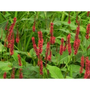rdest himalajski (Persicaria amplexicaulis) Blackfield- Świat bylin - sklep internetowy