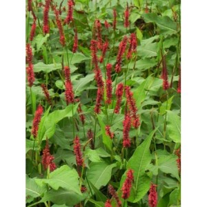 rdest himalajski (Persicaria amplexicaulis) Blackfield- Świat bylin - sklep internetowy