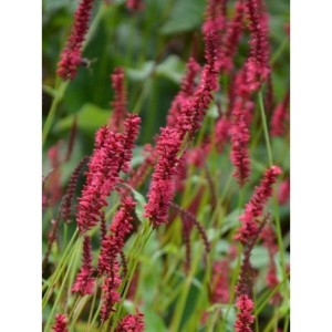 rdest himalajski (Persicaria amplexicaulis) Dark Red- Świat bylin - sklep internetowy