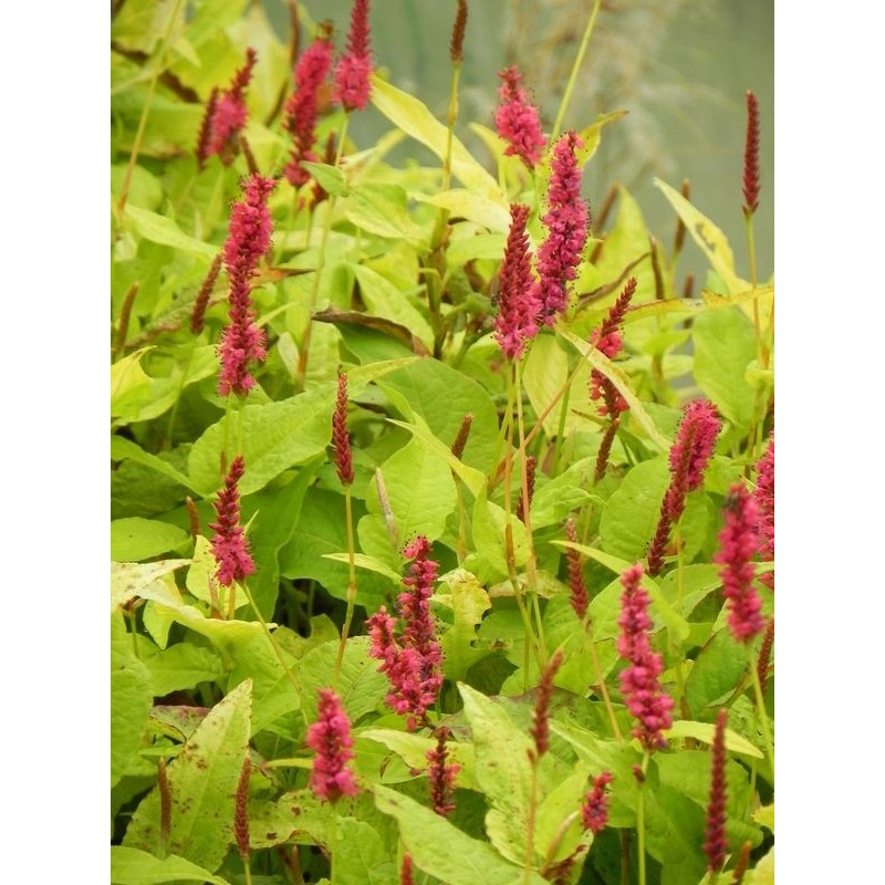 rdest himalajski (Persicaria amplexicaulis) Golden Arrow- Świat bylin - sklep internetowy