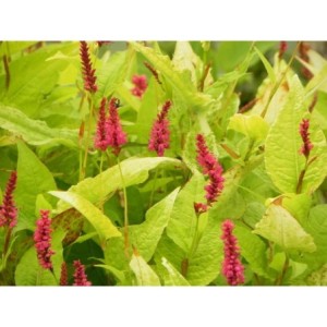 rdest himalajski (Persicaria amplexicaulis) Golden Arrow- Świat bylin - sklep internetowy