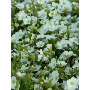 piaskowiec górski (Arenaria montana) Ronda- Świat bylin - sklep internetowy