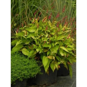 rdest himalajski (Persicaria amplexicaulis) Golden Arrow- Świat bylin - sklep internetowy