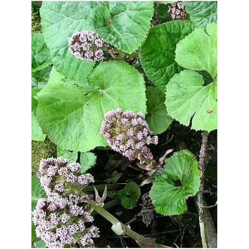 lepiężnik różowy (Petasites hybridus) - Świat bylin - sklep internetowy