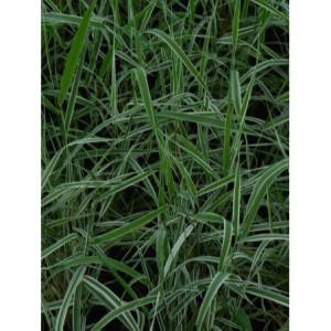 mozga trzcinowata (Phalaris arundinacea) Picta- Świat bylin - sklep internetowy