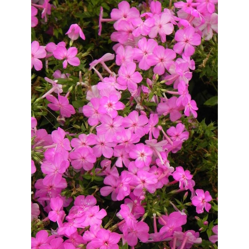 płomyk wiechowaty (Phlox paniculata) Bee Best Mauve- Świat bylin - sklep internetowy