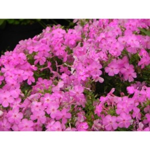 płomyk wiechowaty (Phlox paniculata) Bee Best Mauve- Świat bylin - sklep internetowy