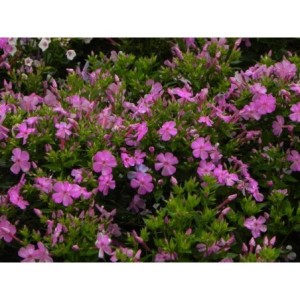 płomyk wiechowaty (Phlox paniculata) Bee Best Mauve- Świat bylin - sklep internetowy