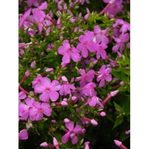 płomyk wiechowaty (Phlox paniculata) Bee Best Mauve- Świat bylin - sklep internetowy