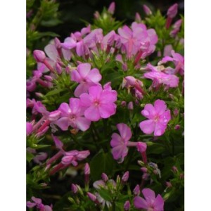 płomyk wiechowaty (Phlox paniculata) Bee Best Mauve- Świat bylin - sklep internetowy