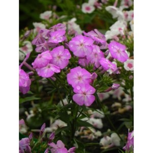 płomyk wiechowaty (Phlox paniculata) Bee Best Purple Eye- Świat bylin - sklep internetowy