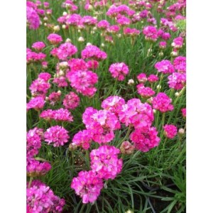zawciąg nadmorski (Armeria maritima) Abbey Deep Rose- Świat bylin - sklep internetowy