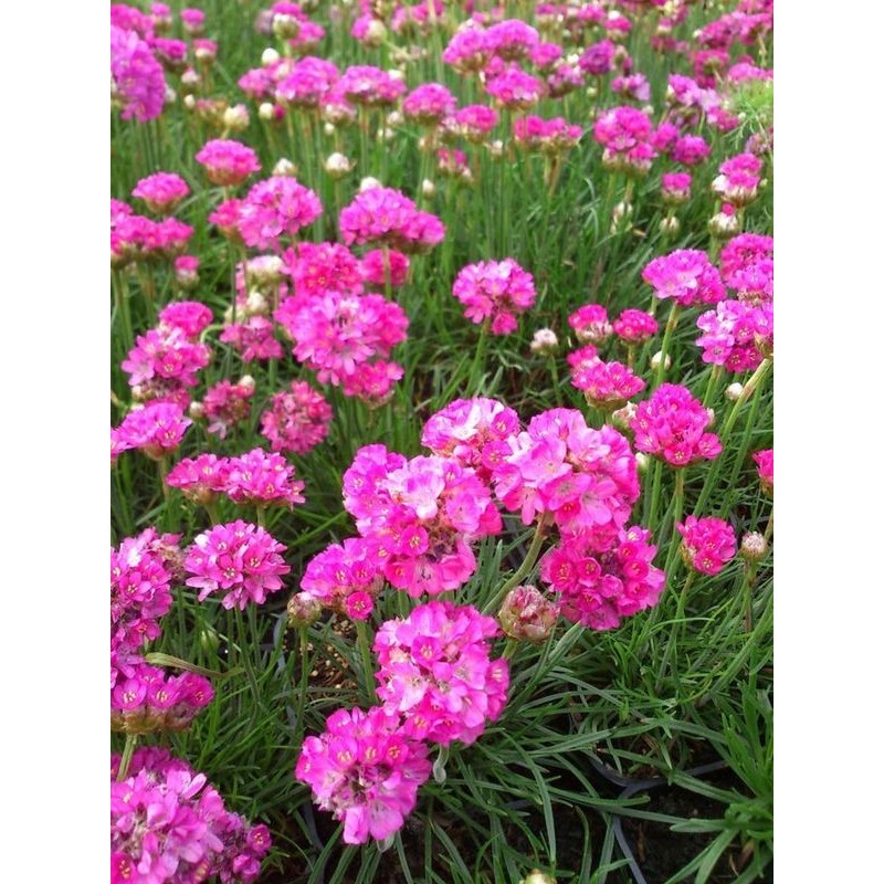 zawciąg nadmorski (Armeria maritima) Abbey Deep Rose- Świat bylin - sklep internetowy