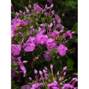 płomyk wiechowaty (Phlox paniculata) Bee Best Purple Eye- Świat bylin - sklep internetowy