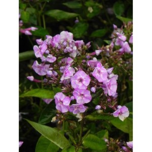 płomyk wiechowaty (Phlox paniculata) Bee Best Salmon- Świat bylin - sklep internetowy