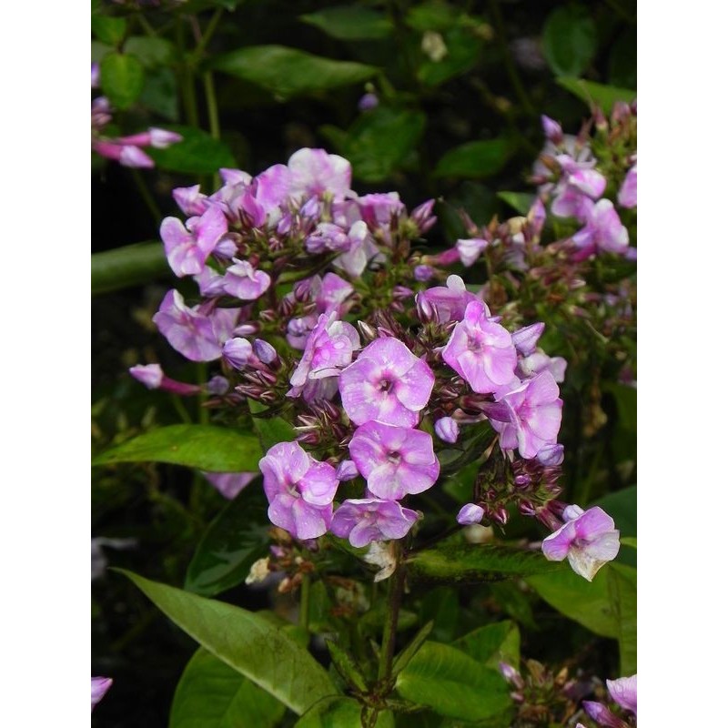płomyk wiechowaty (Phlox paniculata) Bee Best Salmon- Świat bylin - sklep internetowy