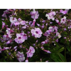 płomyk wiechowaty (Phlox paniculata) Bee Best Salmon- Świat bylin - sklep internetowy