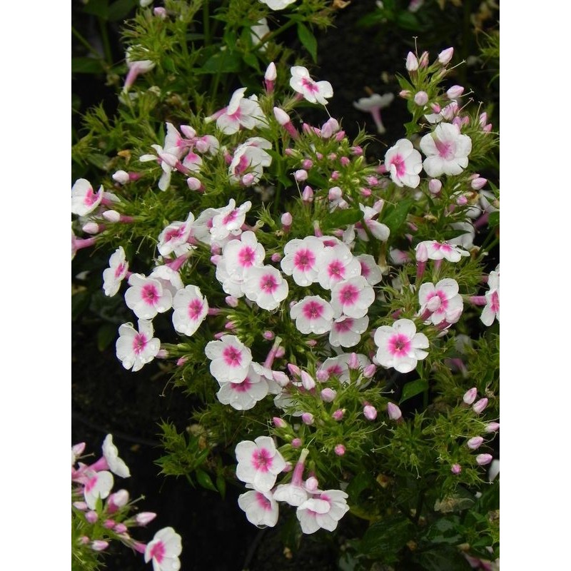 płomyk wiechowaty (Phlox paniculata) Bee Best White Pink Eye- Świat bylin - sklep internetowy