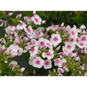 płomyk wiechowaty (Phlox paniculata) Bee Best White Pink Eye- Świat bylin - sklep internetowy