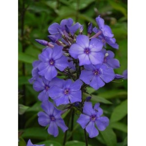 płomyk wiechowaty (Phlox paniculata) Blue Paradise- Świat bylin - sklep internetowy