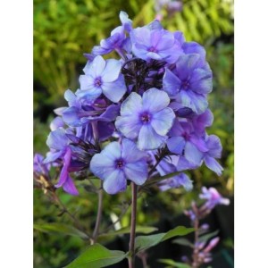 płomyk wiechowaty (Phlox paniculata) Blue Paradise- Świat bylin - sklep internetowy