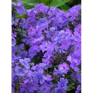 płomyk wiechowaty (Phlox paniculata) Blue Paradise- Świat bylin - sklep internetowy