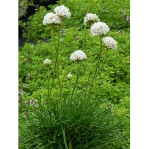 zawciąg nadmorski (Armeria maritima) Abbey White- Świat bylin - sklep internetowy