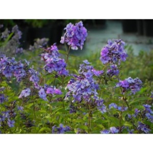 płomyk wiechowaty (Phlox paniculata) Blue Paradise- Świat bylin - sklep internetowy