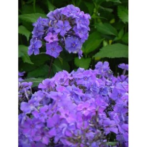 płomyk wiechowaty (Phlox paniculata) Blue Paradise- Świat bylin - sklep internetowy