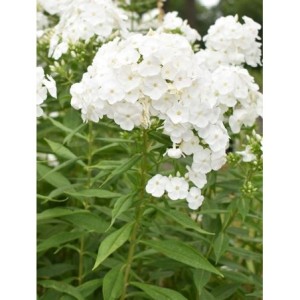 płomyk wiechowaty (Phlox paniculata) David- Świat bylin - sklep internetowy