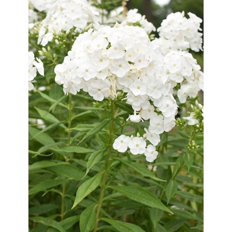 płomyk wiechowaty (Phlox paniculata) David- Świat bylin - sklep internetowy