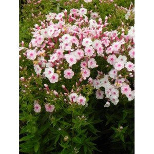 płomyk wiechowaty (Phlox paniculata) Early Pink- Świat bylin - sklep internetowy