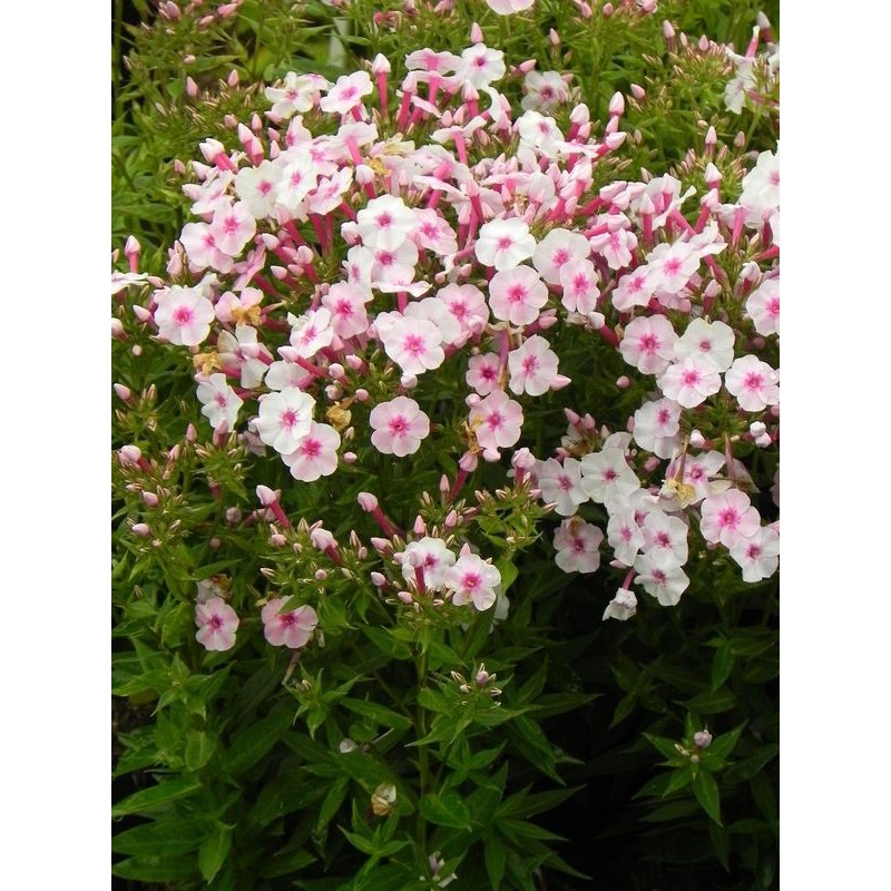 płomyk wiechowaty (Phlox paniculata) Early Pink- Świat bylin - sklep internetowy