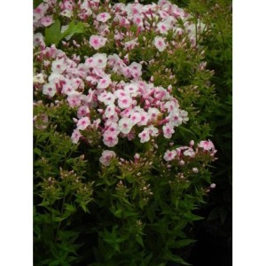 płomyk wiechowaty (Phlox paniculata) Early Pink- Świat bylin - sklep internetowy