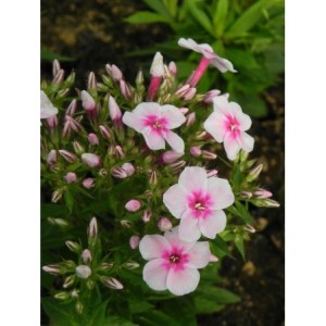 płomyk wiechowaty (Phlox paniculata) Early Pink- Świat bylin - sklep internetowy