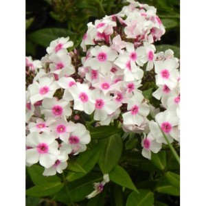 płomyk wiechowaty (Phlox paniculata) Famous White with Eye- Świat bylin - sklep internetowy