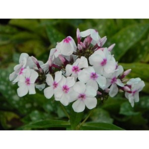 płomyk wiechowaty (Phlox paniculata) Famous White with Eye- Świat bylin - sklep internetowy