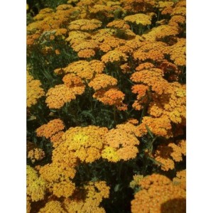 krwawnik pospolity (Achillea millefolium) Terracotta- Świat bylin - sklep internetowy