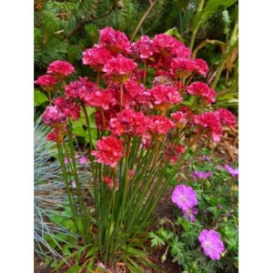 zawciąg szerokolistny (Armeria pseudarmeria) Ballerina Red- Świat bylin - sklep internetowy