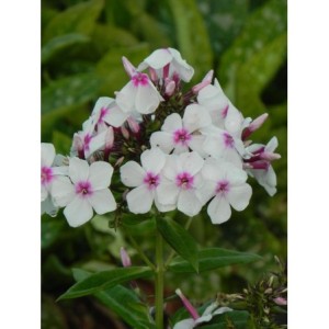 płomyk wiechowaty (Phlox paniculata) Famous White with Eye- Świat bylin - sklep internetowy