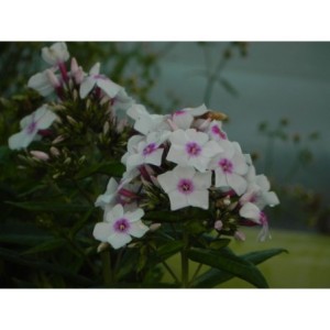 płomyk wiechowaty (Phlox paniculata) Famous White with Eye- Świat bylin - sklep internetowy