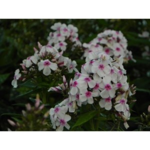 płomyk wiechowaty (Phlox paniculata) Famous White with Eye- Świat bylin - sklep internetowy