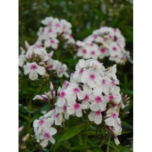 płomyk wiechowaty (Phlox paniculata) Famous White with Eye- Świat bylin - sklep internetowy