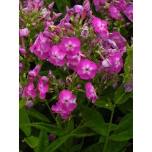 płomyk wiechowaty (Phlox paniculata) Flame® Pro Violet Charm- Świat bylin - sklep internetowy