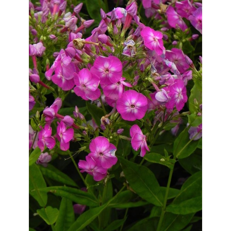 płomyk wiechowaty (Phlox paniculata) Flame® Pro Violet Charm- Świat bylin - sklep internetowy
